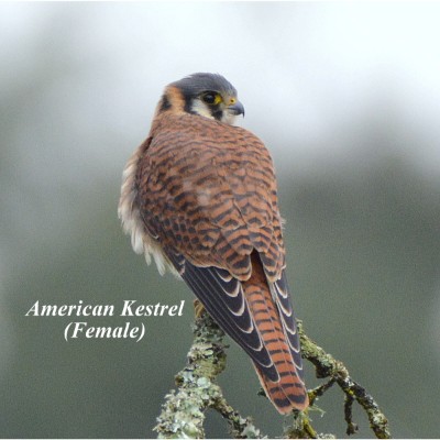 American Kestrel (Female)